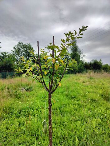 Ill. Coplantons : Entraide et rencontres pour le jardin rêvé de Madame Turco