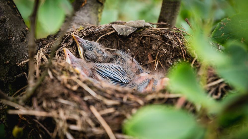 Accueillir les oiseaux par la plantation de haies