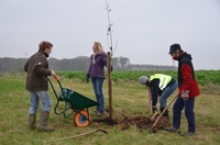 quatre personnes plantent un arbre