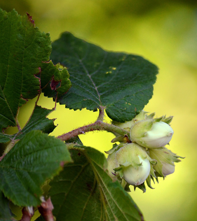 Semaine de l'Arbre : Quelques idées de visites
